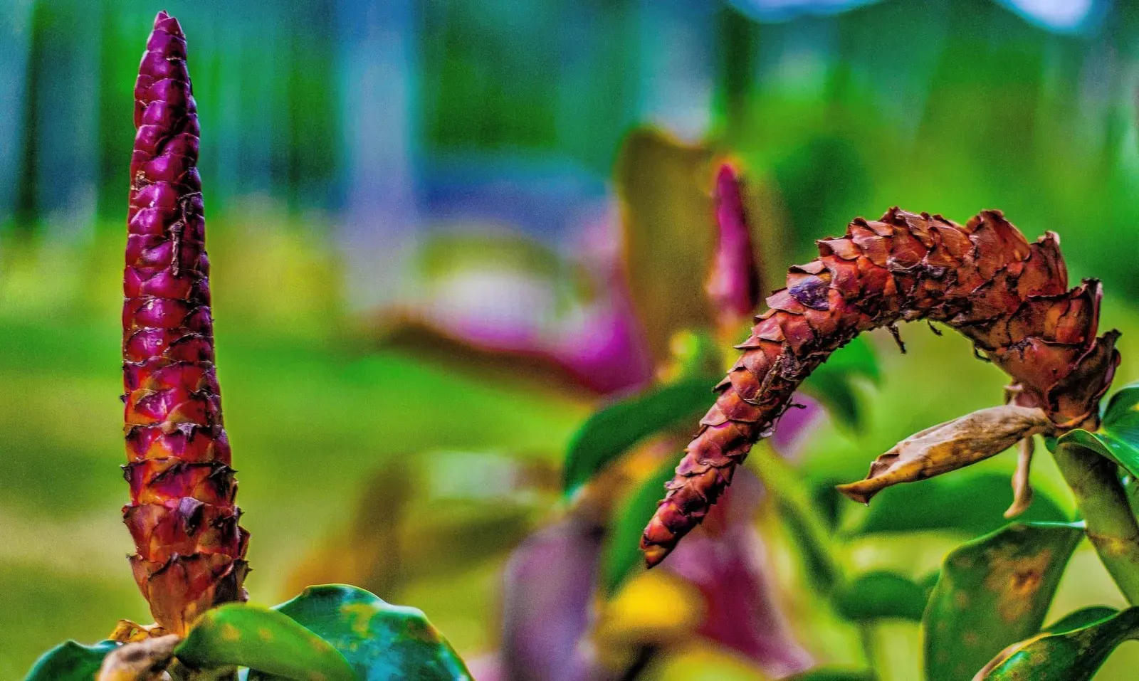 Jardín Secreto de Buda, Koh Samui