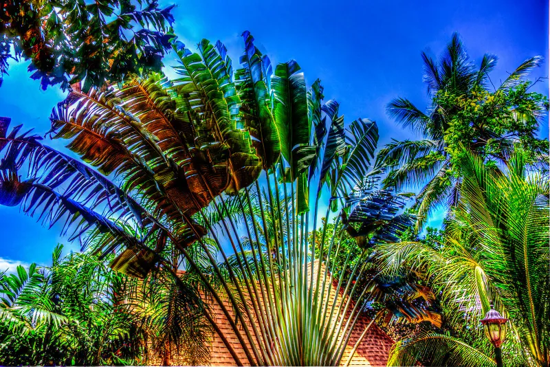Coconut palms and tropical foliage under a blue sky near Chaweng Beach, Koh Samui