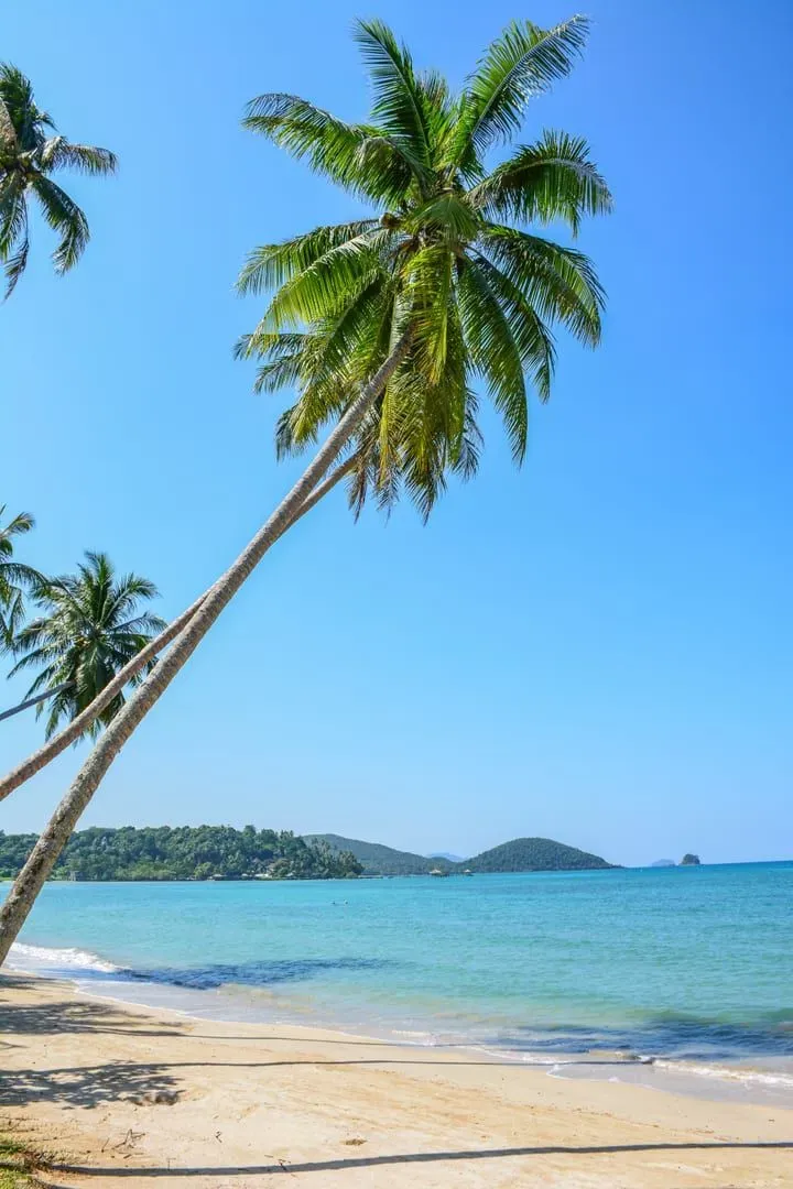 Samui's Reggae Lineage