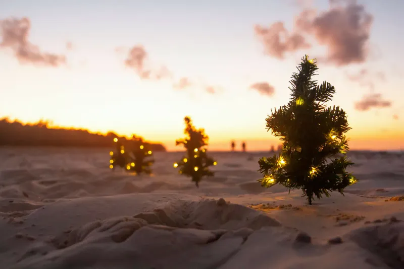 Small lit Christmas trees on a beach at sunset