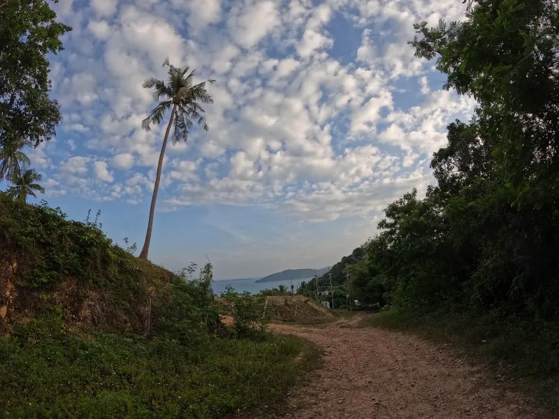 Coconut palm on a coastal ridge above Taling Ngam, close to Conrad Koh Samui resort