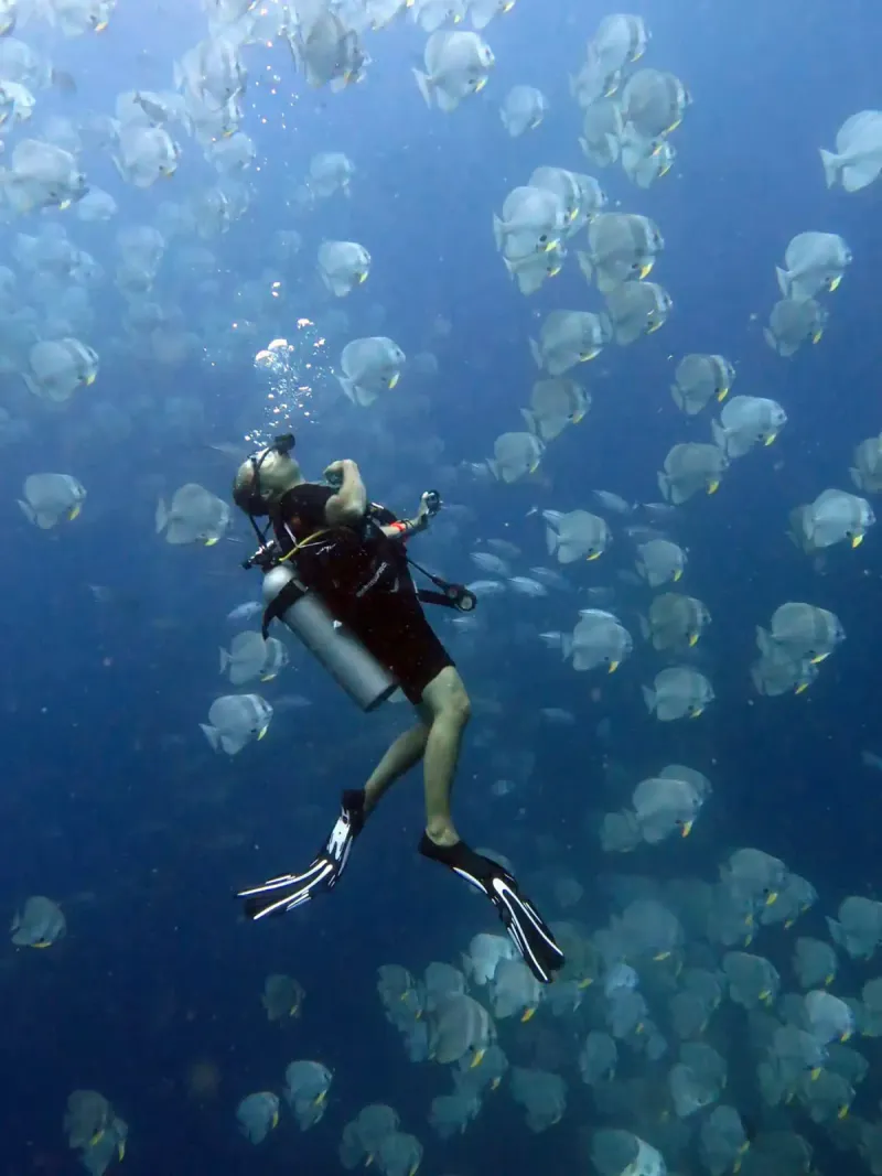A diver descending past a school of batfish, pictured on Discovery Divers' PADI dive centre listing