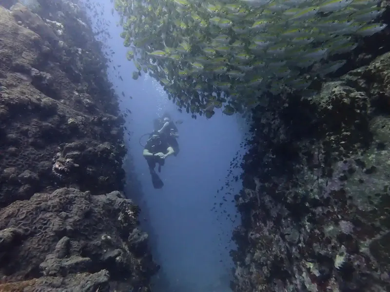 A diver swimming through a reef channel with a school of snapper, pictured on Discovery Divers' PADI listing
