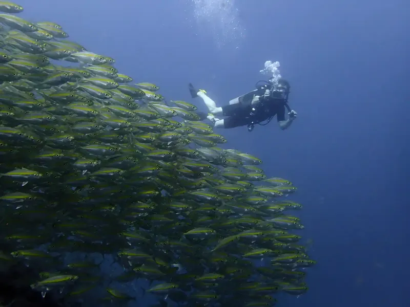A diver photographing a school of fish, pictured on Discovery Divers' SiamDive listing