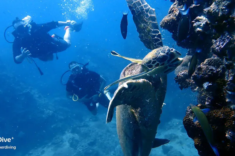 Divers photographing a green sea turtle on a reef, pictured on Easy Divers' own site