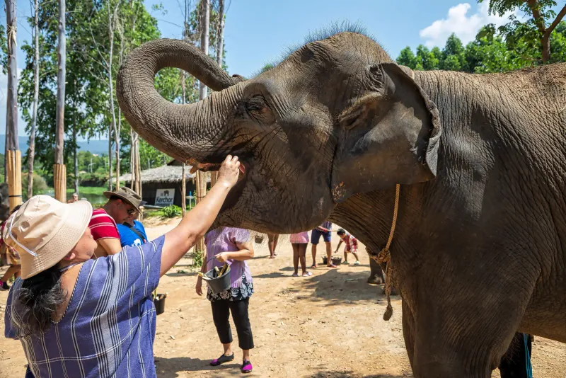 Visitors feeding an elephant by hand at a sanctuary feeding platform, generic illustration of the kind of feeding activity offered at Samui Elephant Haven