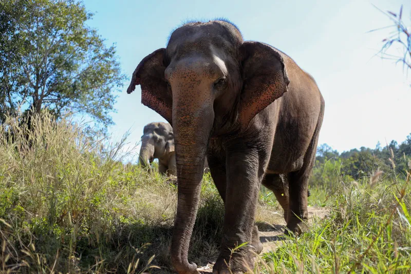 An elephant walking freely through open grassland, generic illustration of the no-riding style of visit offered at Samui Elephant Sanctuary
