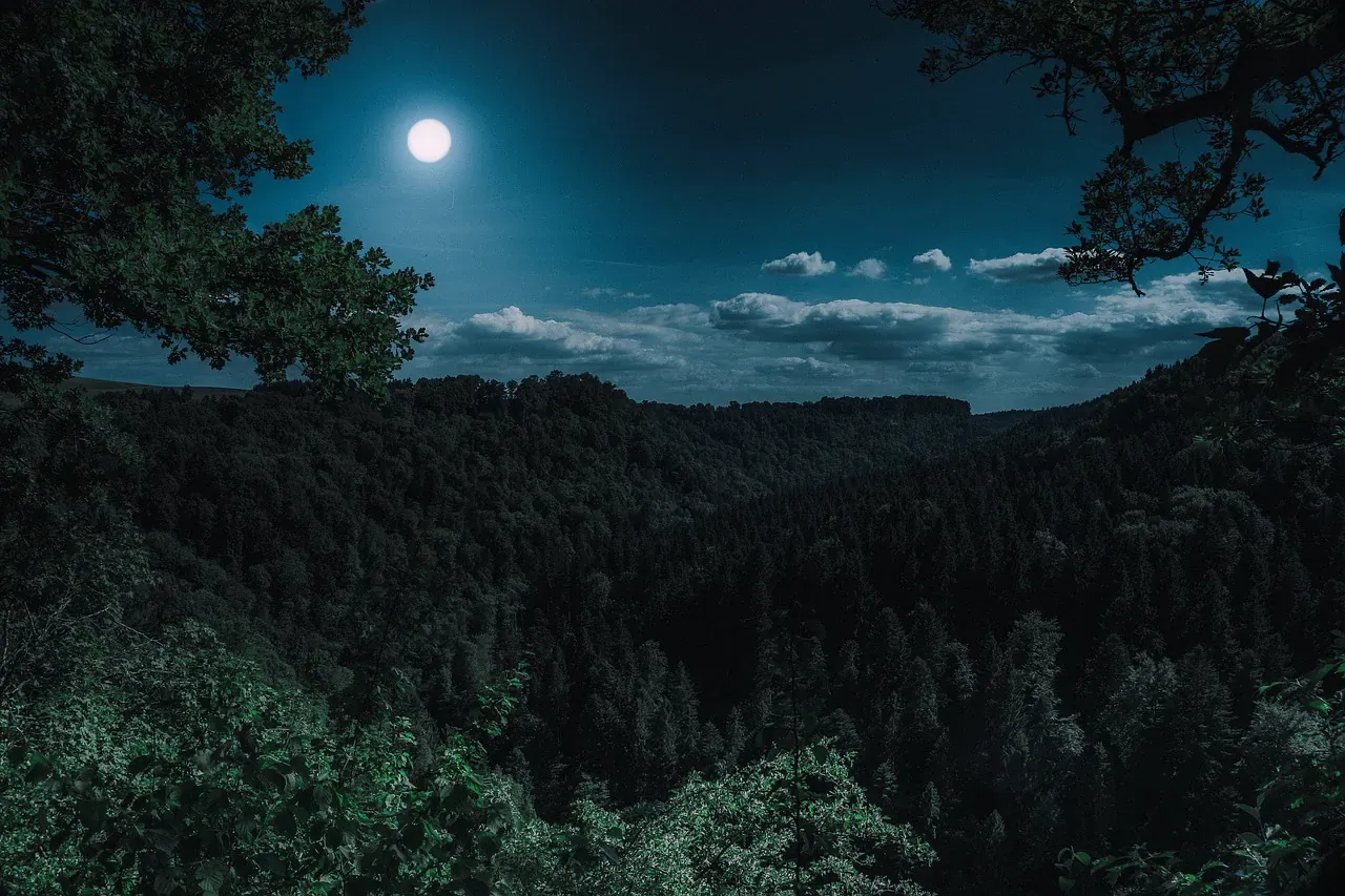 Moonlit forest canopy at night