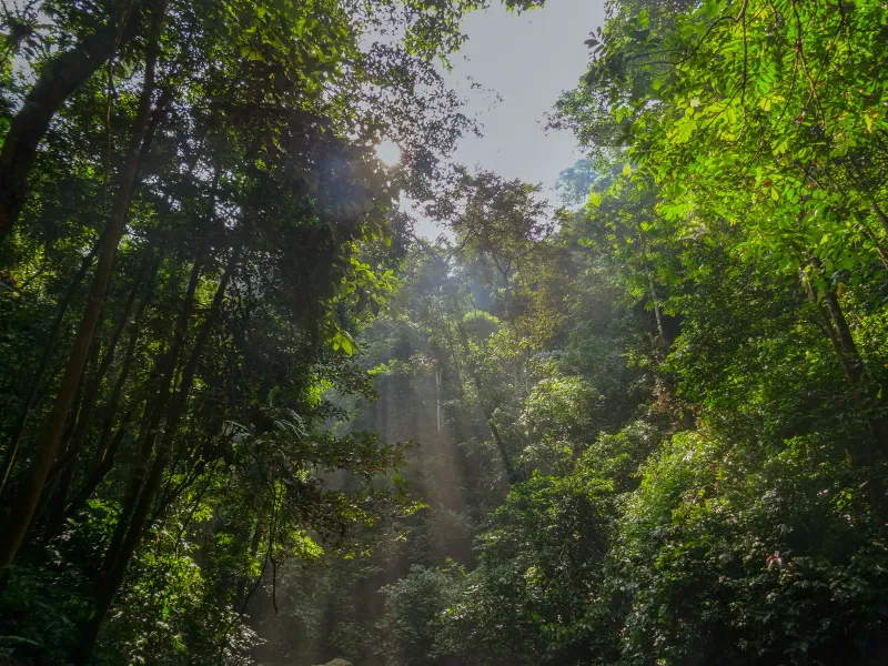 Sunlight filtering through the dense canopy of a primary rainforest