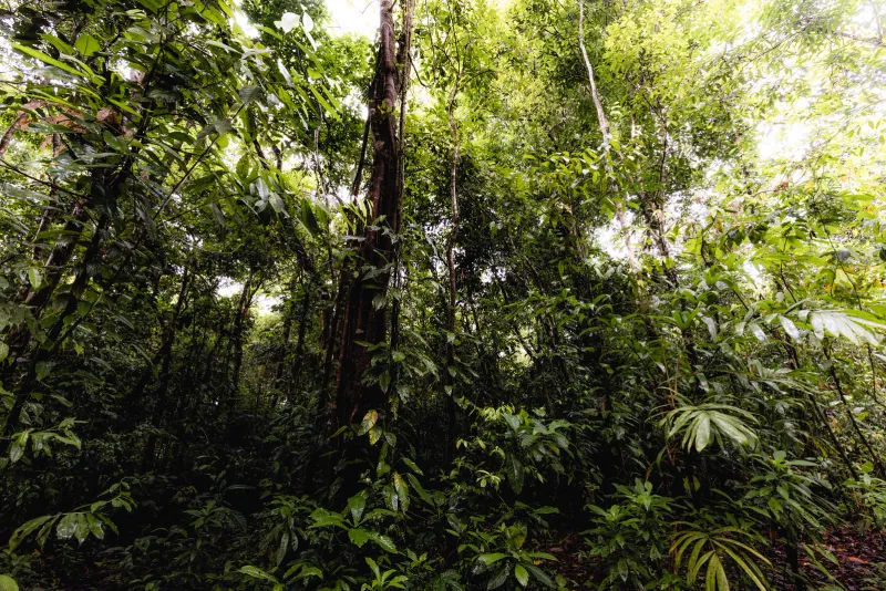 Dense trunks and undergrowth of a primary tropical rainforest
