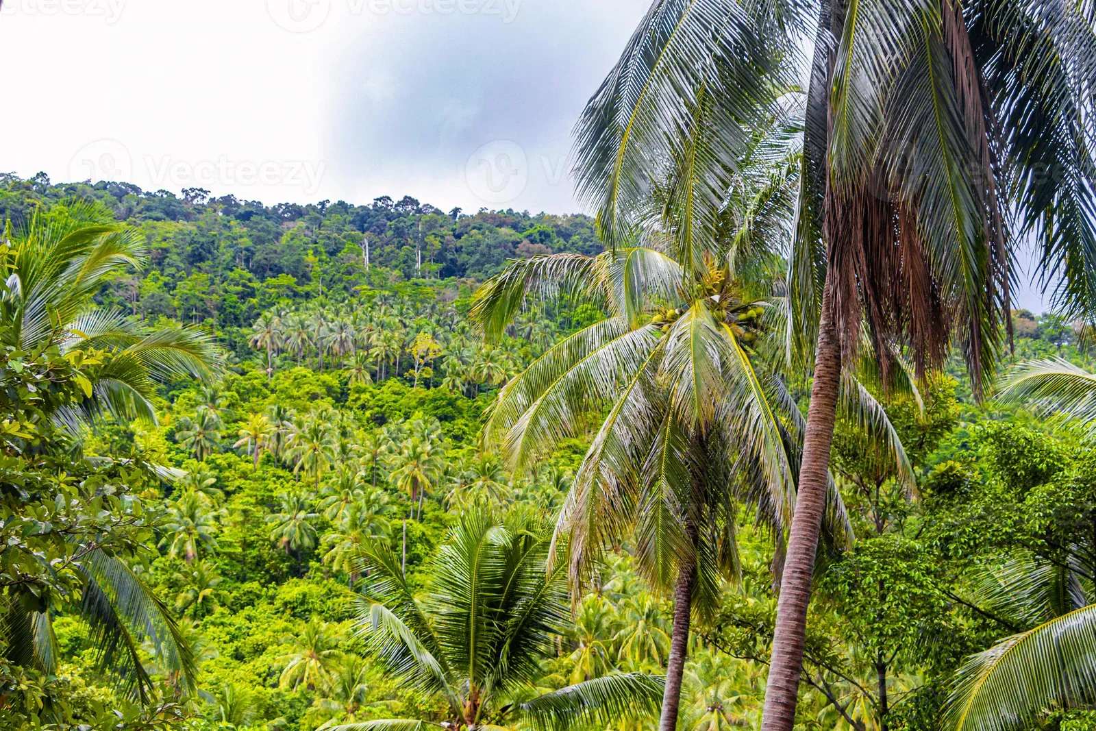 Tree Tops Signature Dining, Chaweng: Koh Samui's Treehouse Restaurant