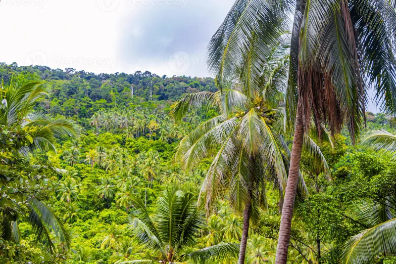 Tree Tops Signature Dining, Chaweng: Koh Samui's Treehouse Restaurant