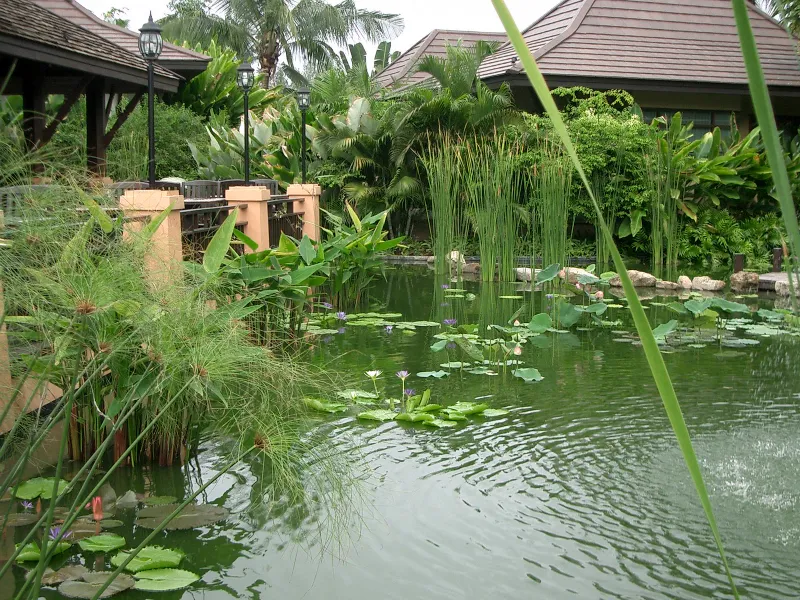 Landscaped pond and tropical gardens at Anantara Bophut Koh Samui Resort