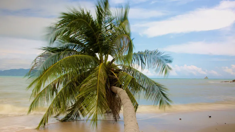Coconut palm leaning over the sand at Choeng Mon Beach, Koh Samui, with calm turquoise water