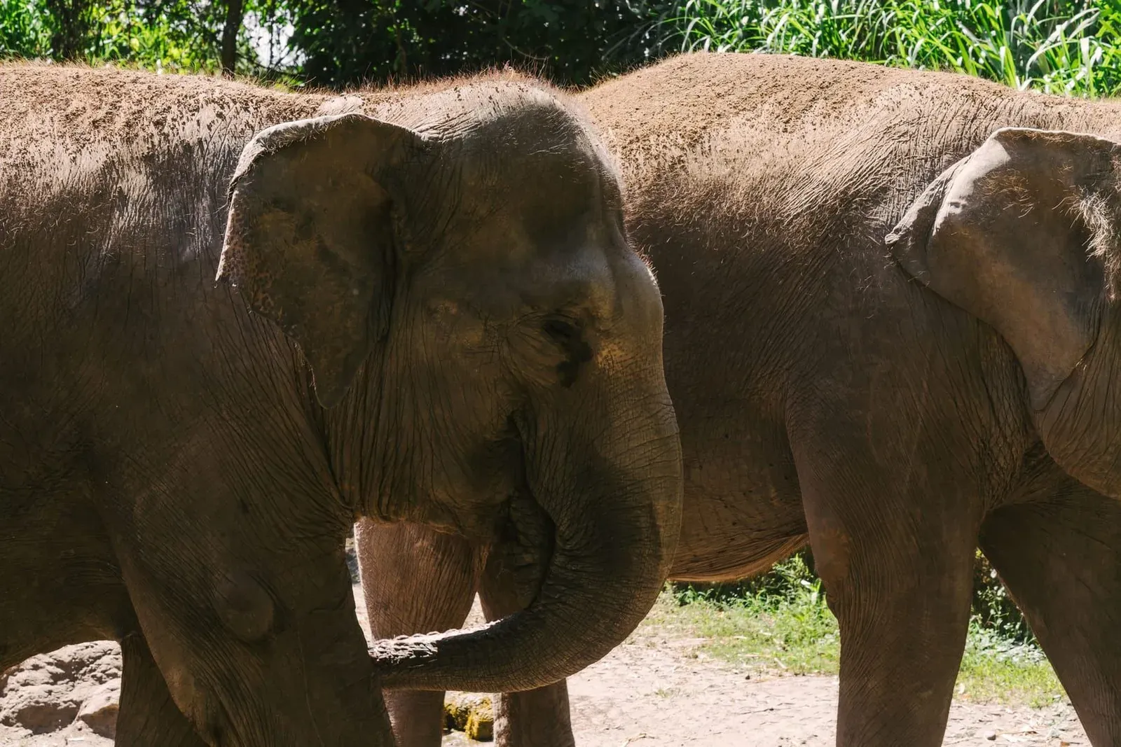 Ethical Elephant Sanctuaries in Koh Samui — Which One, What It Costs