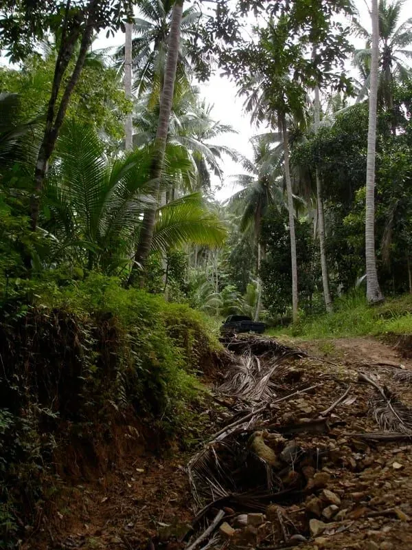 A dirt jungle track through coconut palms in Koh Samui's central mountains, inland of Jungle Club
