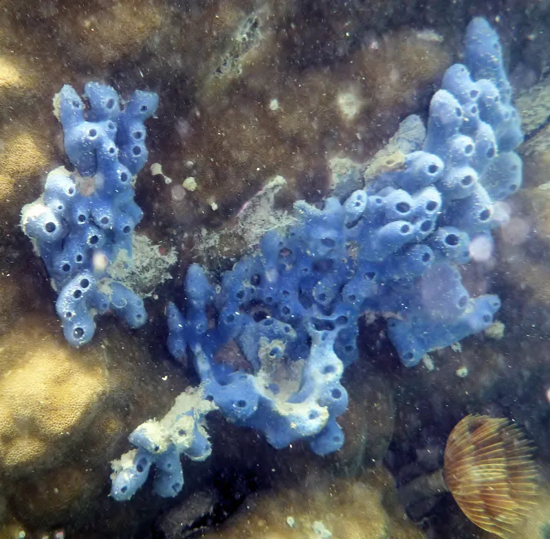 Una esponja azul en un arrecife frente a Koh Samui
