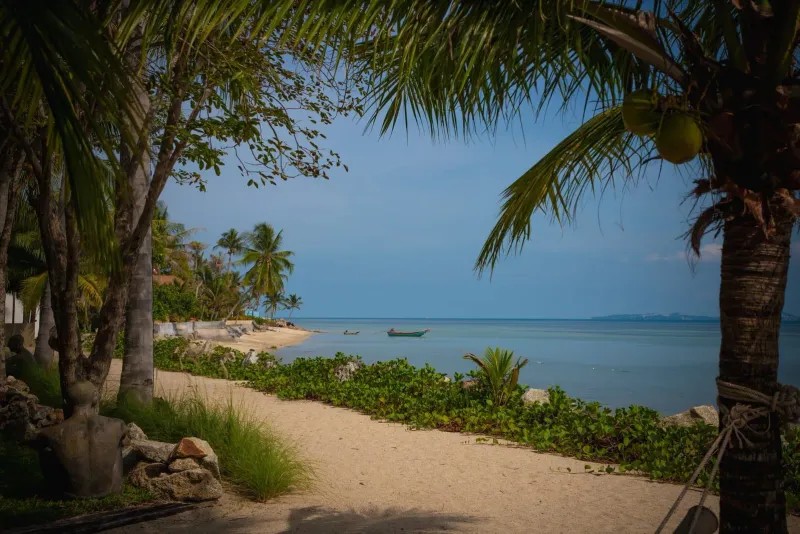 Quiet Koh Samui beach with coconut trees typical of the island's lower cost north coast