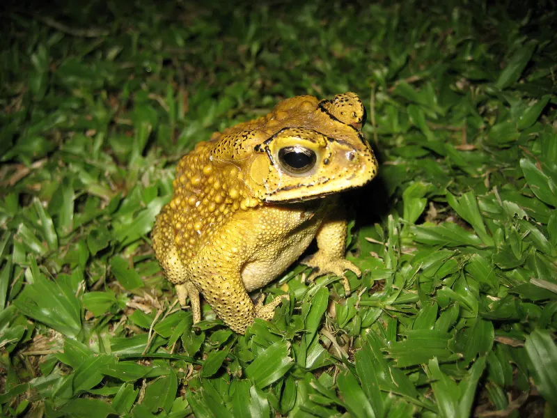 A yellow Asian toad in the grass at night, photographed near Lamai on Koh Samui