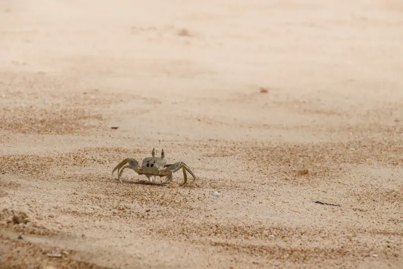 Sandflies, Sea Urchins, Jellyfish & Beach Dogs on Koh Samui