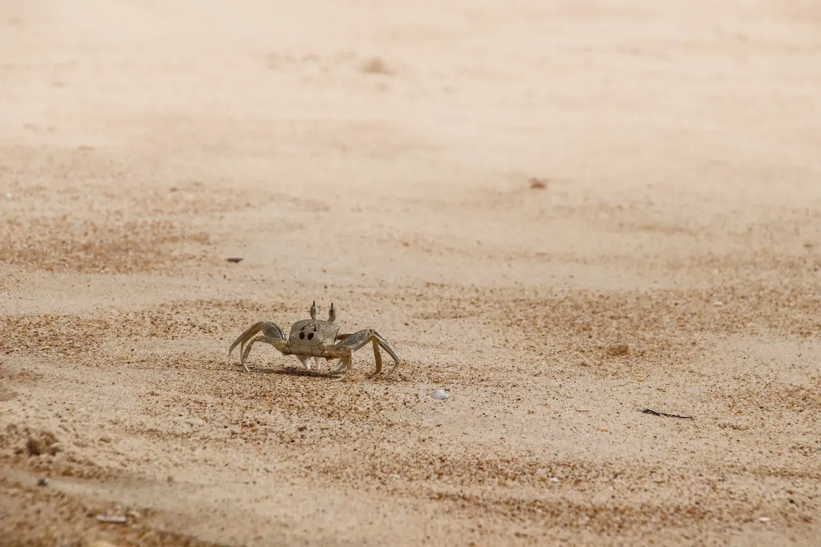 Sandflies, Sea Urchins, Jellyfish & Beach Dogs on Koh Samui