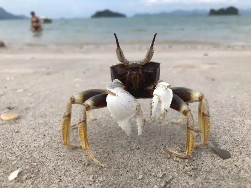 Close-up of a ghost crab, one of many harmless beach critters seen on Koh Samui