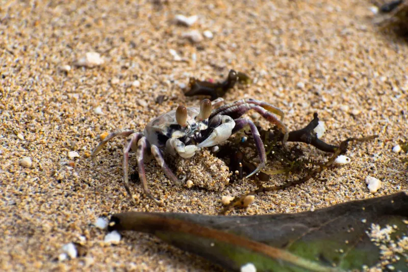 Sand crab blending into a Koh Samui-style sandy beach environment