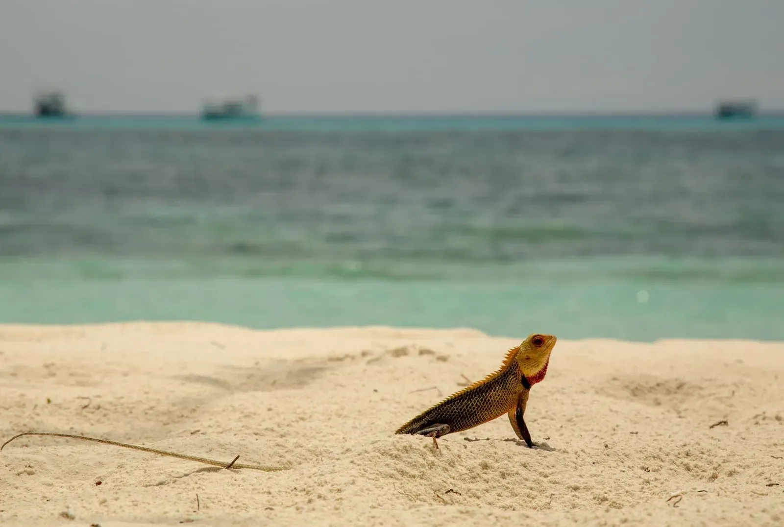 Lizard basking on sand near the sea, similar to monitor lizards seen on Koh Samui's quieter beaches