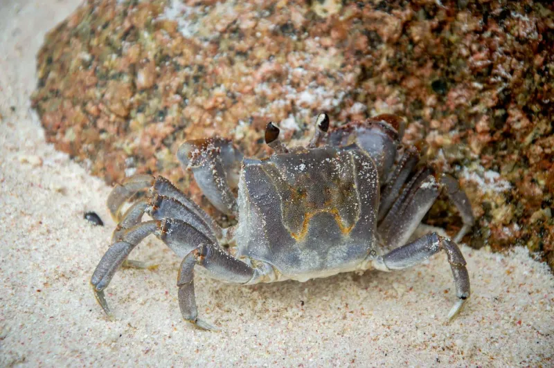 Close-up of a sand crab beside a rock on a tropical Koh Samui beach