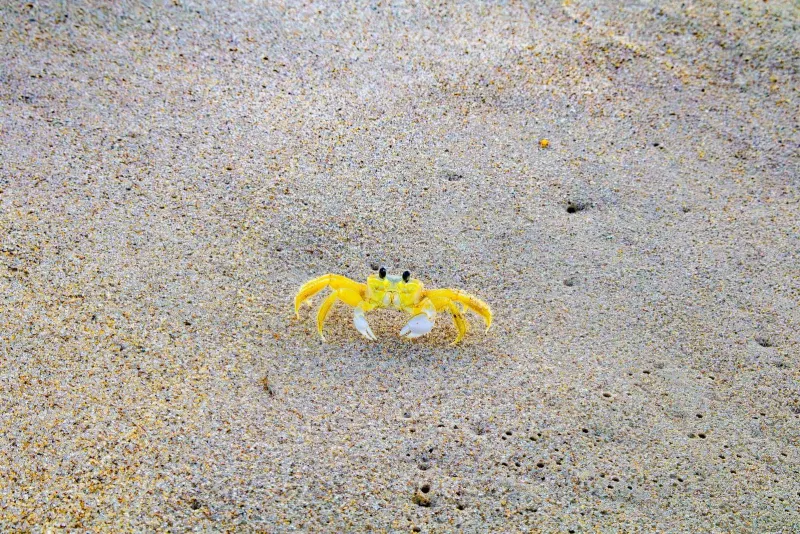 Bright ghost crab on the sand, typical of Koh Samui's beach wildlife