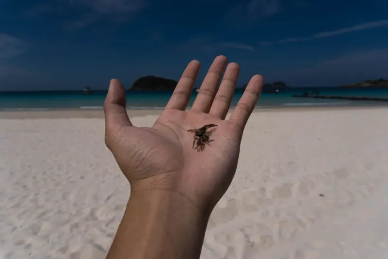 Small crab resting on a palm frond near a Koh Samui-style beach backdrop