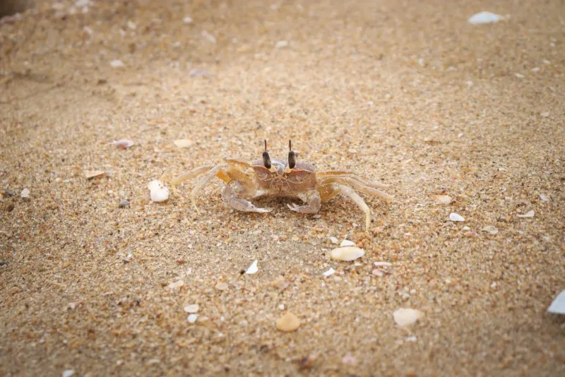 Ghost crab camouflaged against sandy beach texture on Koh Samui