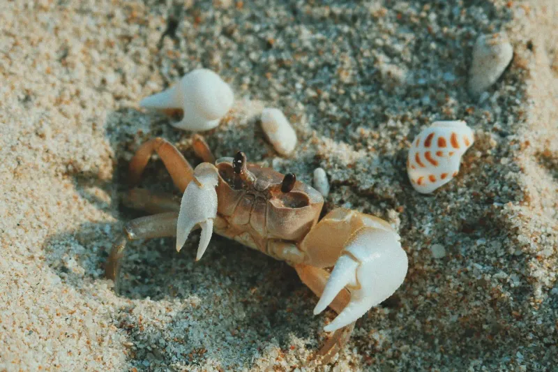 Crab among seashells on a sandy Koh Samui beach shoreline