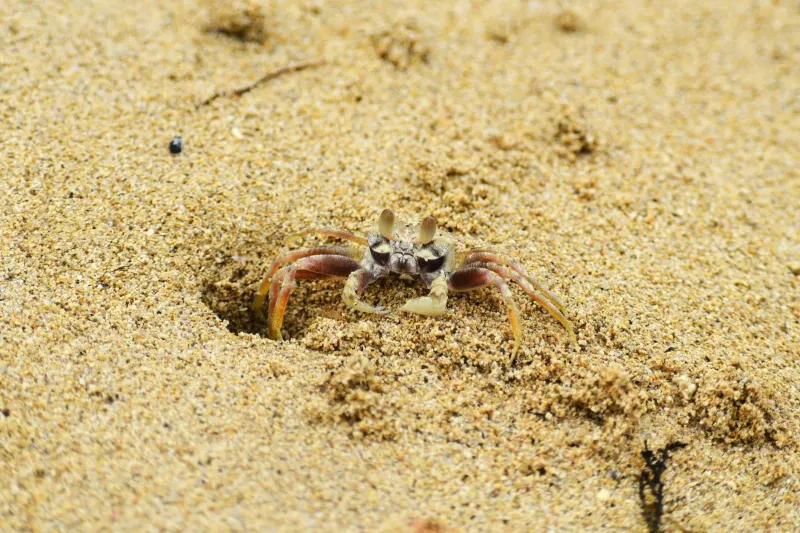 Sand crab partially buried on a sunny Koh Samui-style beach