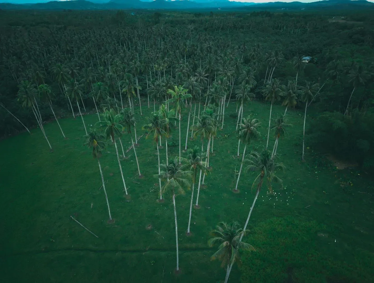 The Coconut Island — What's Left of Samui's First Economy