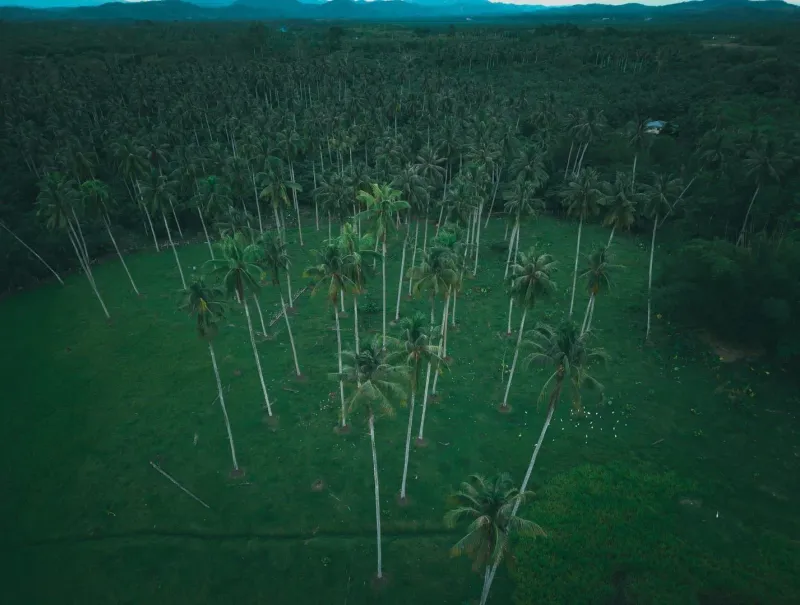 The Coconut Island