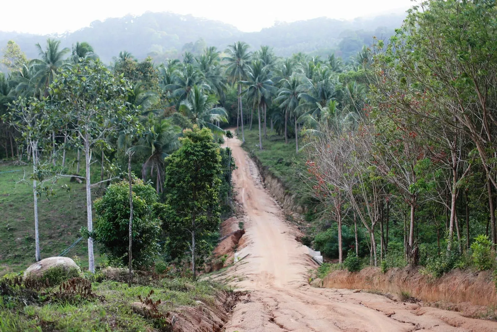 Dirt track running through a dense coconut plantation on a hillside similar to Koh Samui's interior