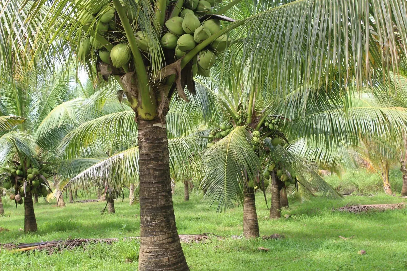 Rows of green coconut trees flourishing in a tropical plantation typical of Koh Samui's interior