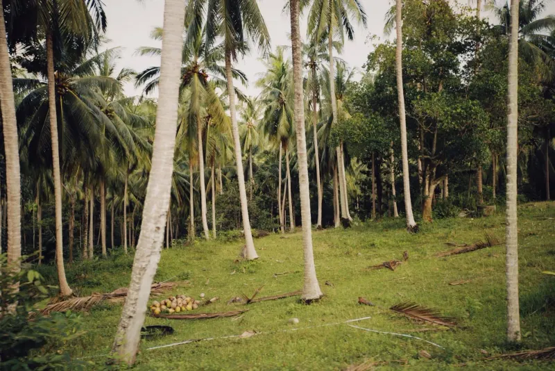 Tall coconut palm trees growing densely across a green countryside plantation on Koh Samui