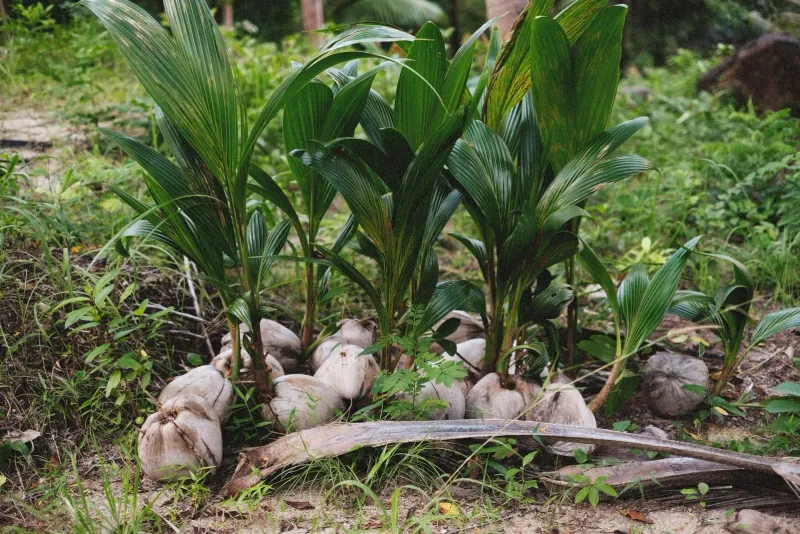 Young coconut seedlings sprouting on a jungle floor, part of a Koh Samui coconut plantation cycle