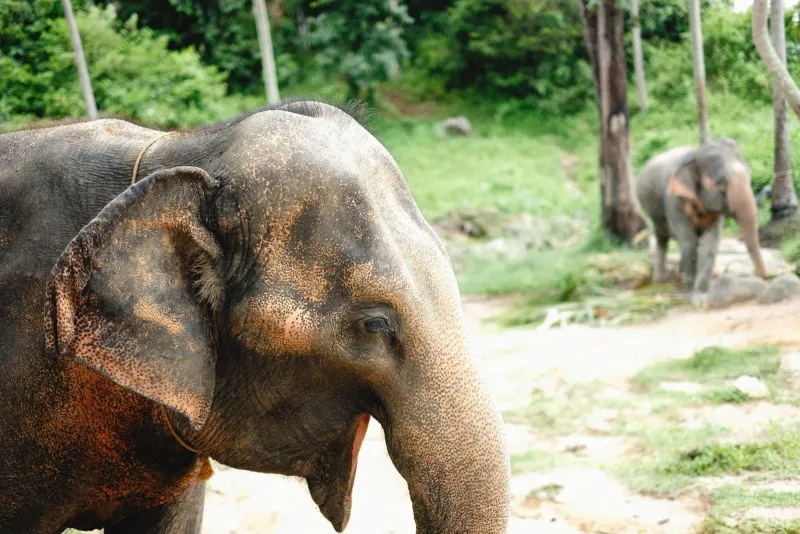 Asian elephant standing in natural greenery at a Koh Samui rescue sanctuary