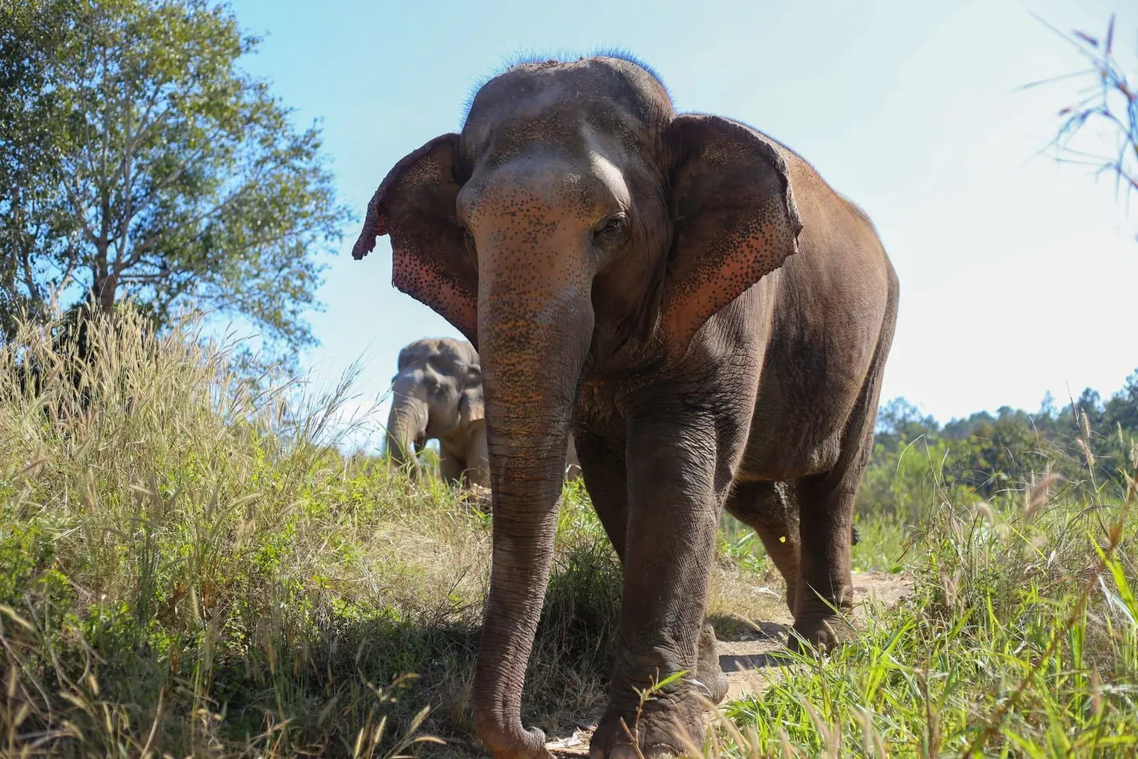 Responsible Travel in Koh Samui — Animal Shows, Reefs, Plastic