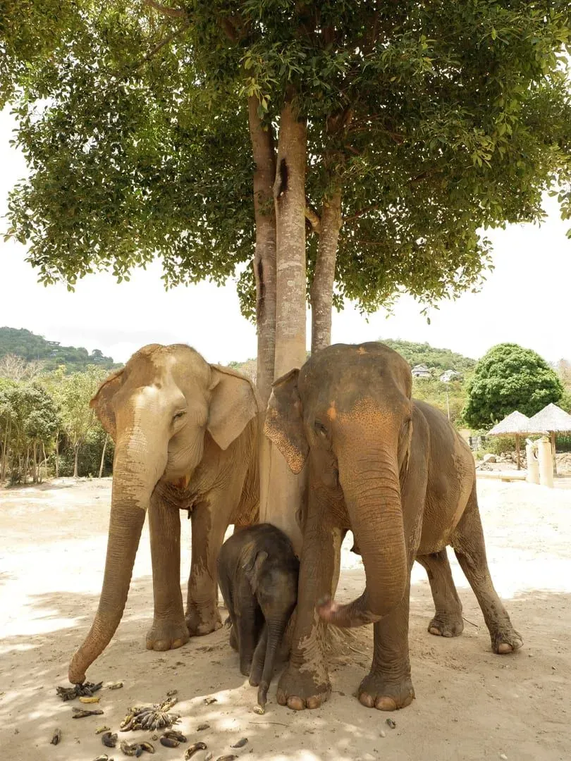 Family of Asian elephants resting in the shade at a rescue sanctuary similar to Koh Samui venues