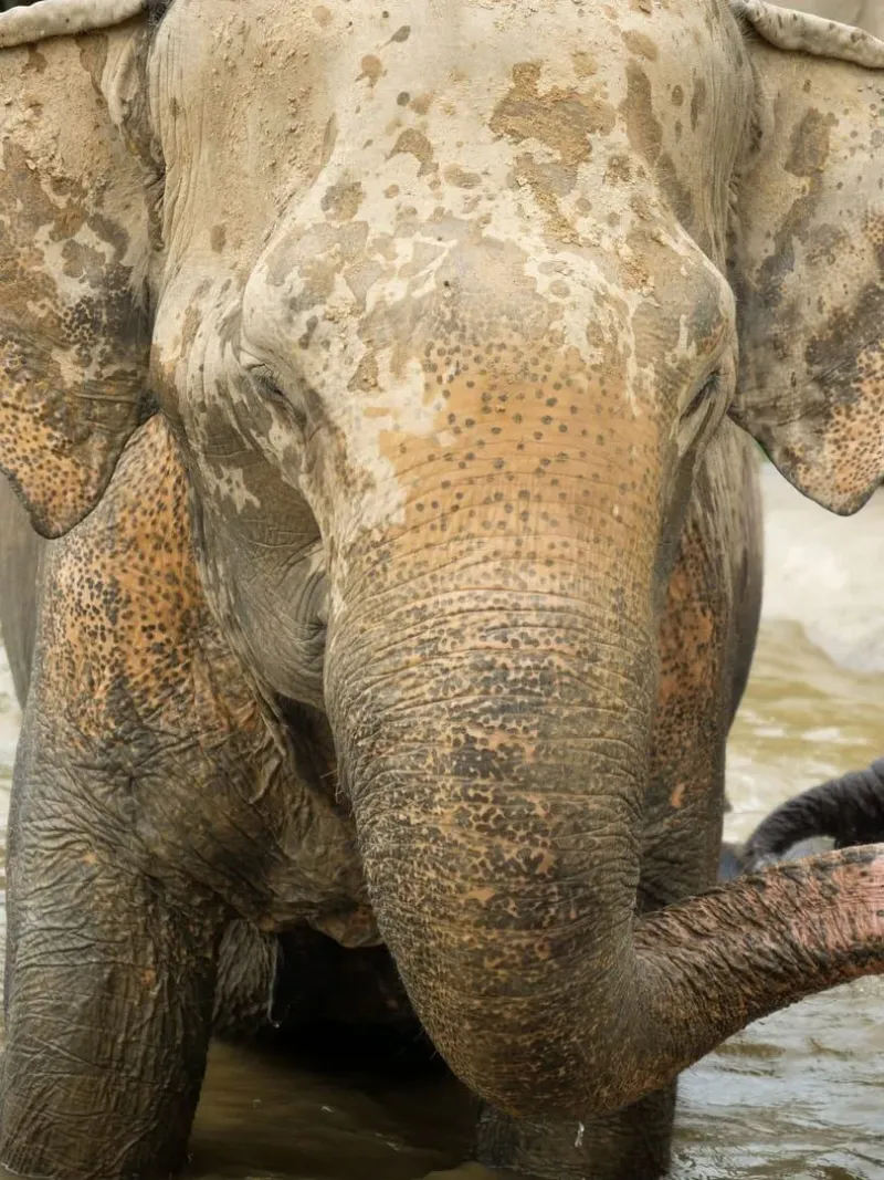 Rescued elephant covered in mud at an ethical sanctuary near Koh Samui
