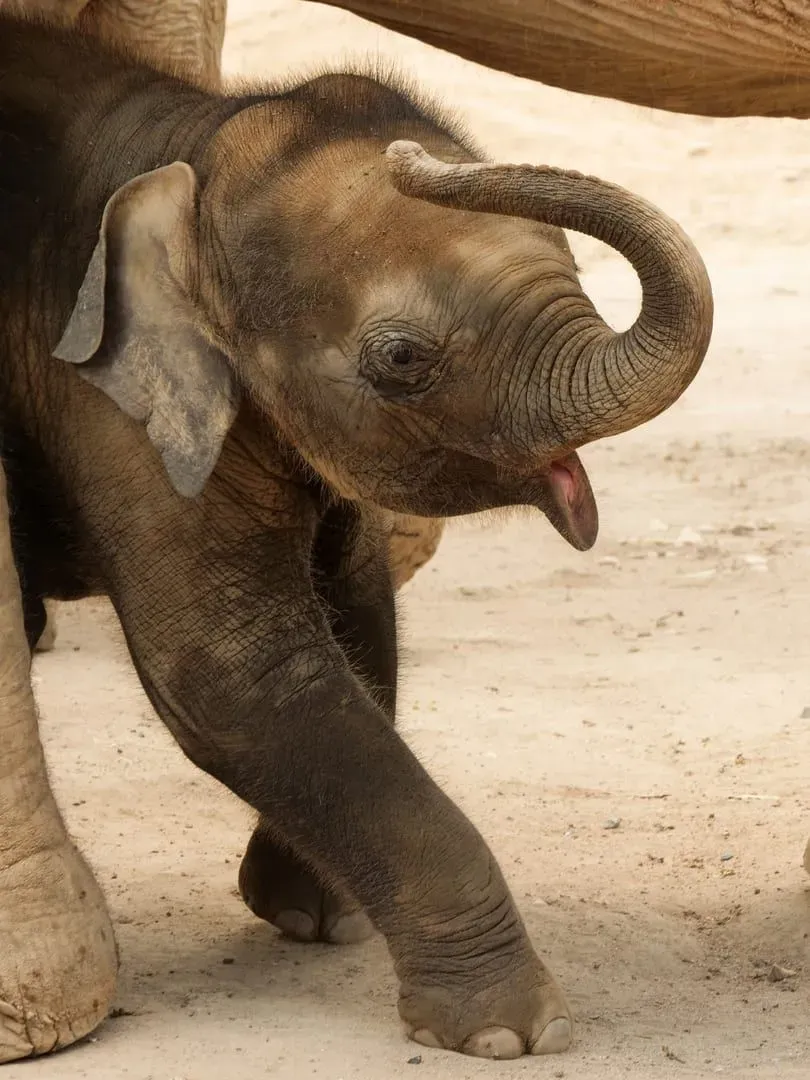 Baby Asian elephant playing outdoors at a rescue sanctuary, similar to young elephants at Koh Samui centers