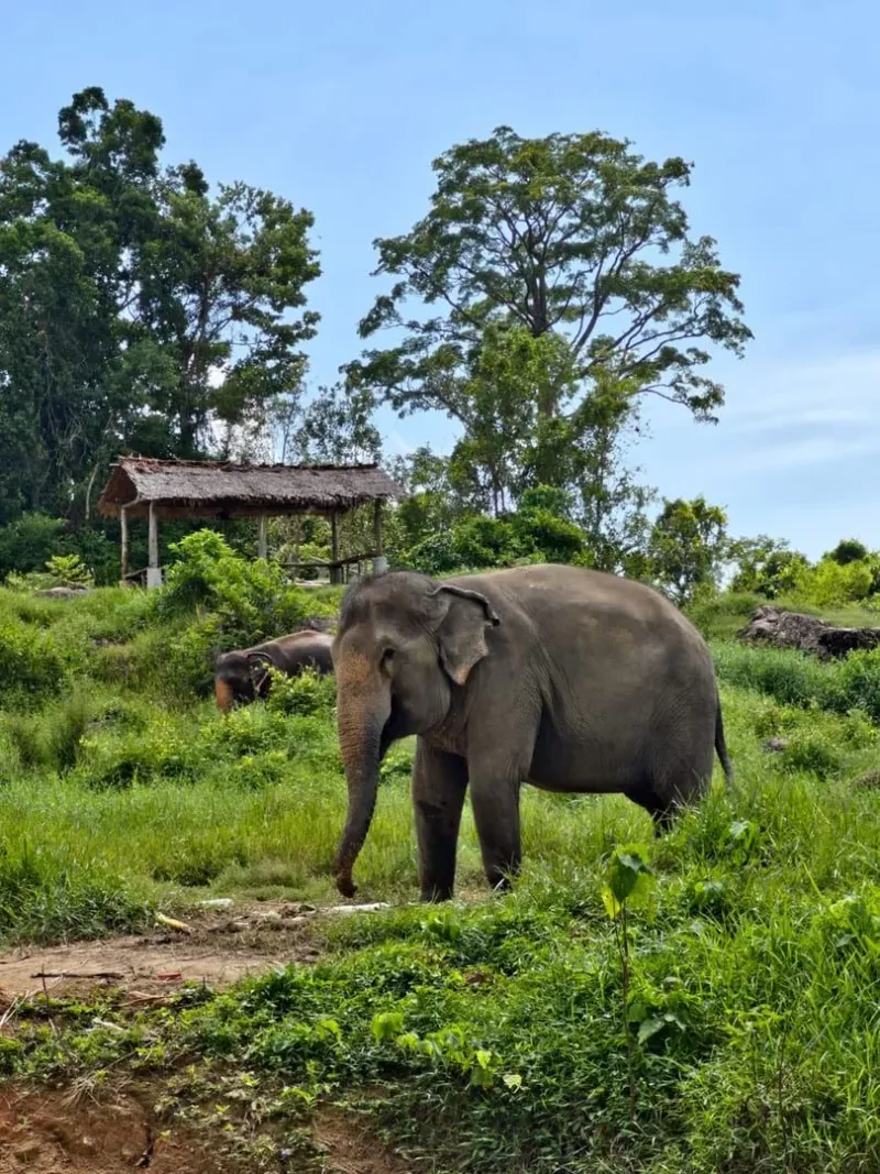 Asian elephant roaming a lush green enclosure at a Koh Samui elephant sanctuary