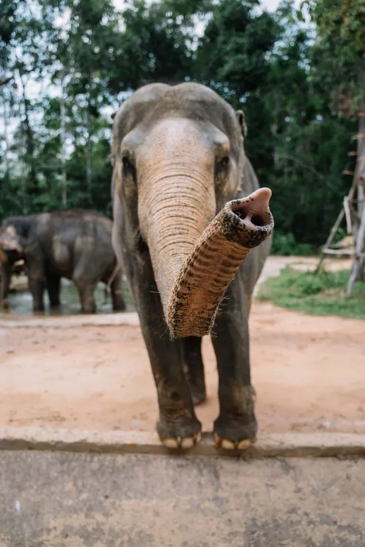Close view of an elephant's trunk during a hands-off sanctuary visit on Koh Samui