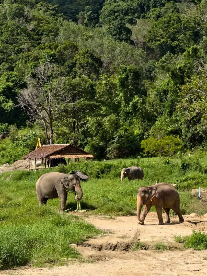 Three Asian elephants roaming a green forested sanctuary enclosure on Koh Samui