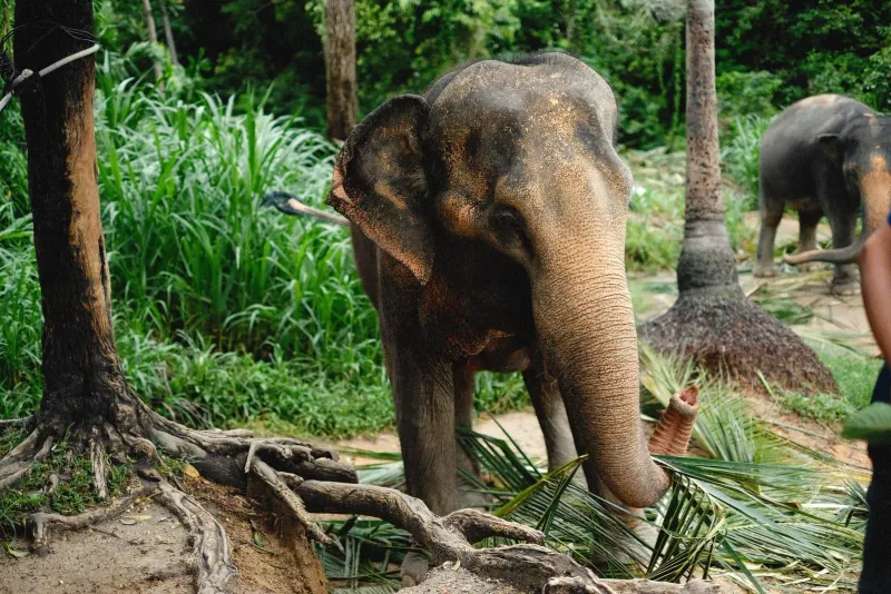 Elephants grazing in dense jungle terrain typical of Koh Samui sanctuary grounds