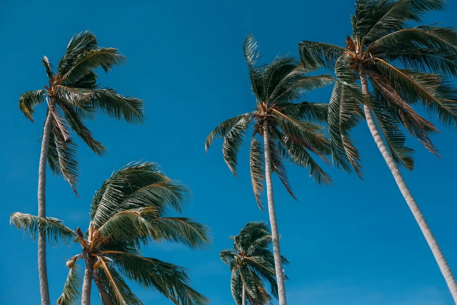 Tall palm trees against a clear blue sky on a sunny February day in Koh Samui